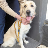 Wool Twist Dog Lead - Mustard