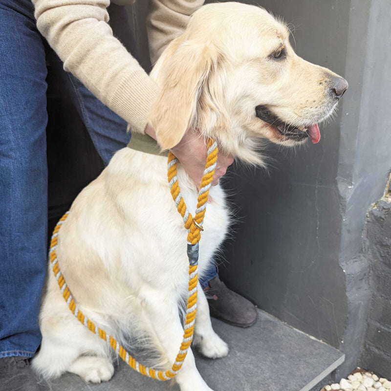 Wool Twist Dog Lead - Mustard
