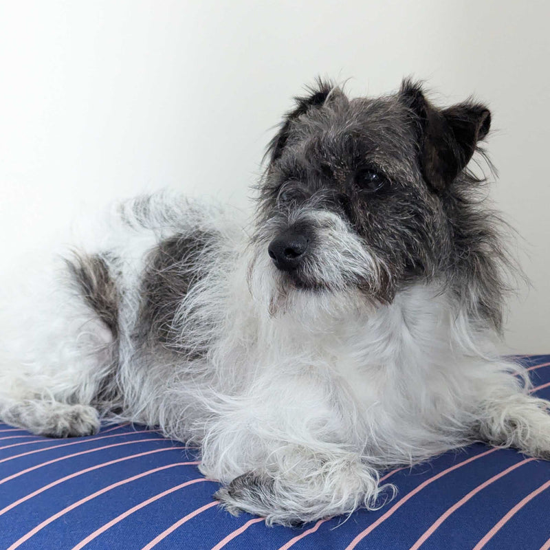 Dog Bed - Navy Pinstripe Printed Cotton